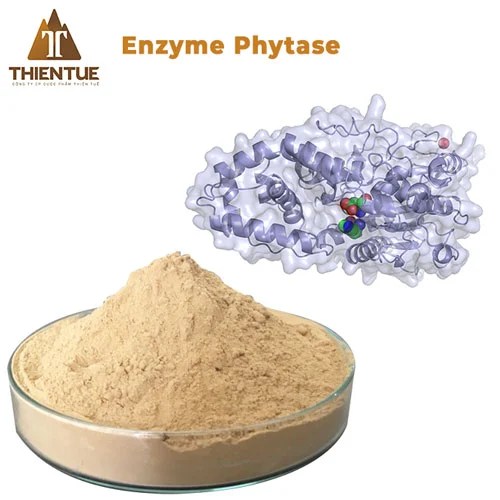 Enzyme Phytase nguyên liệu (5.000 ui/g) Thiên Tuế
