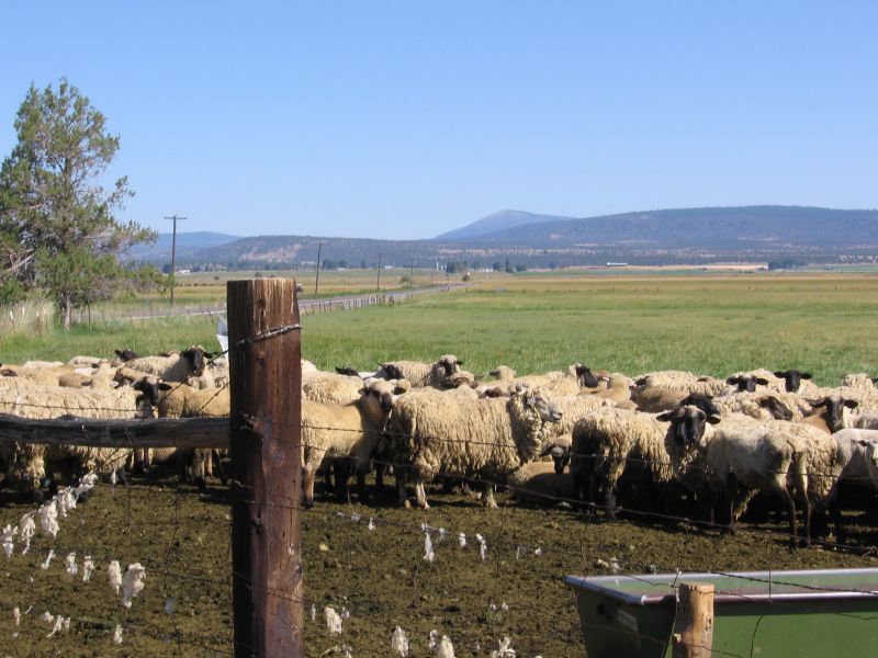 Western Range Association et al. adv. Ucharima Alvarado Thierman Buck