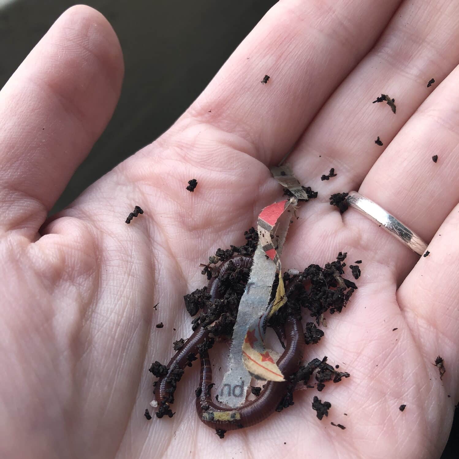 Our dogs have worms! thinc design