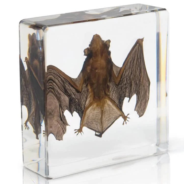 Real Bat Specimen This Year's Best Gift Ideas