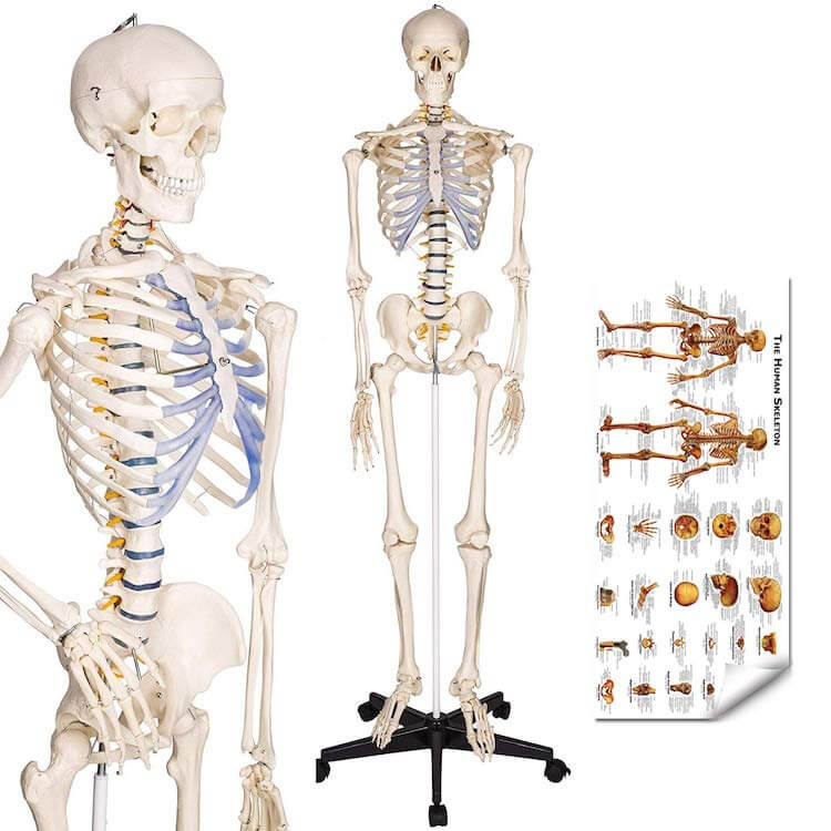 Lifesize Human Skeleton Model This Year's Best Gift Ideas