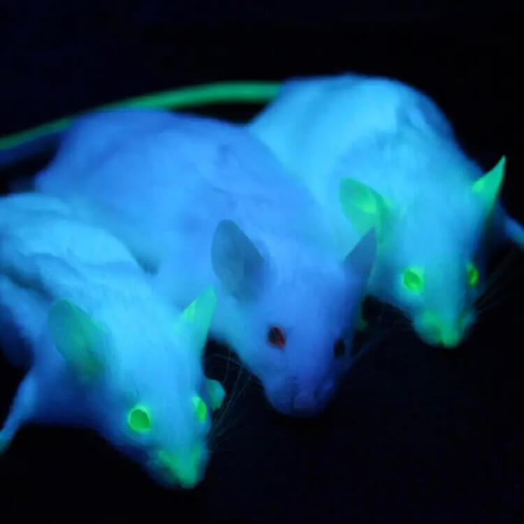 Home Engineering Kit This Year's Best Gift Ideas