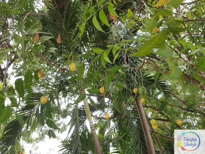 Neem Tree In Usa Food Ideas