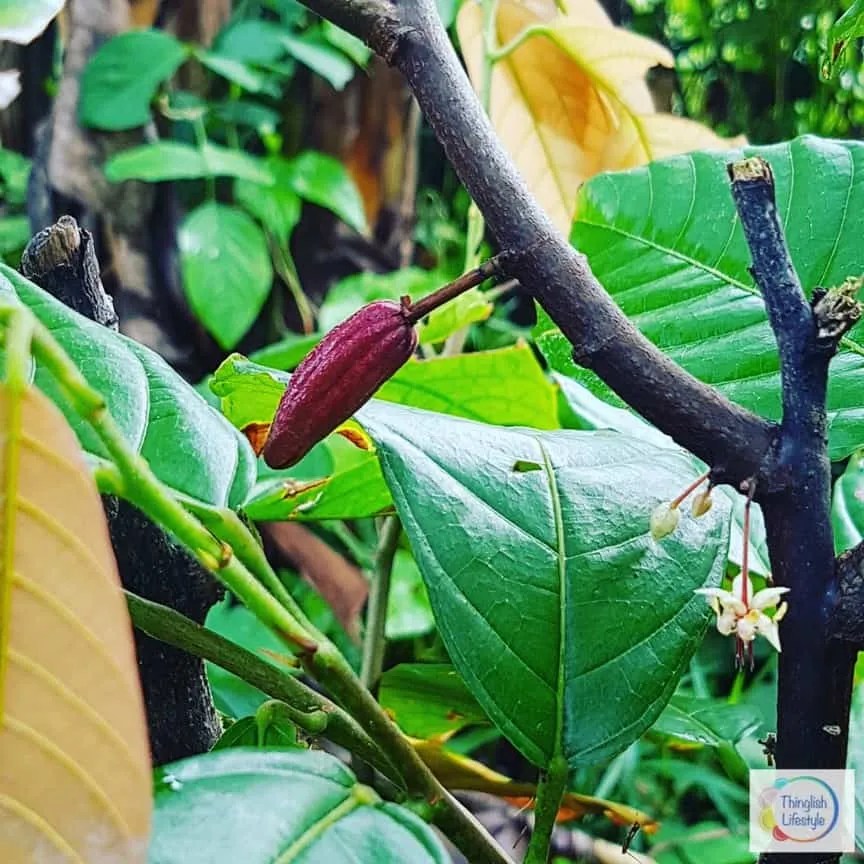Growing Cocoa Beans in Thailand The Bean to Bar Journey Starts Here!