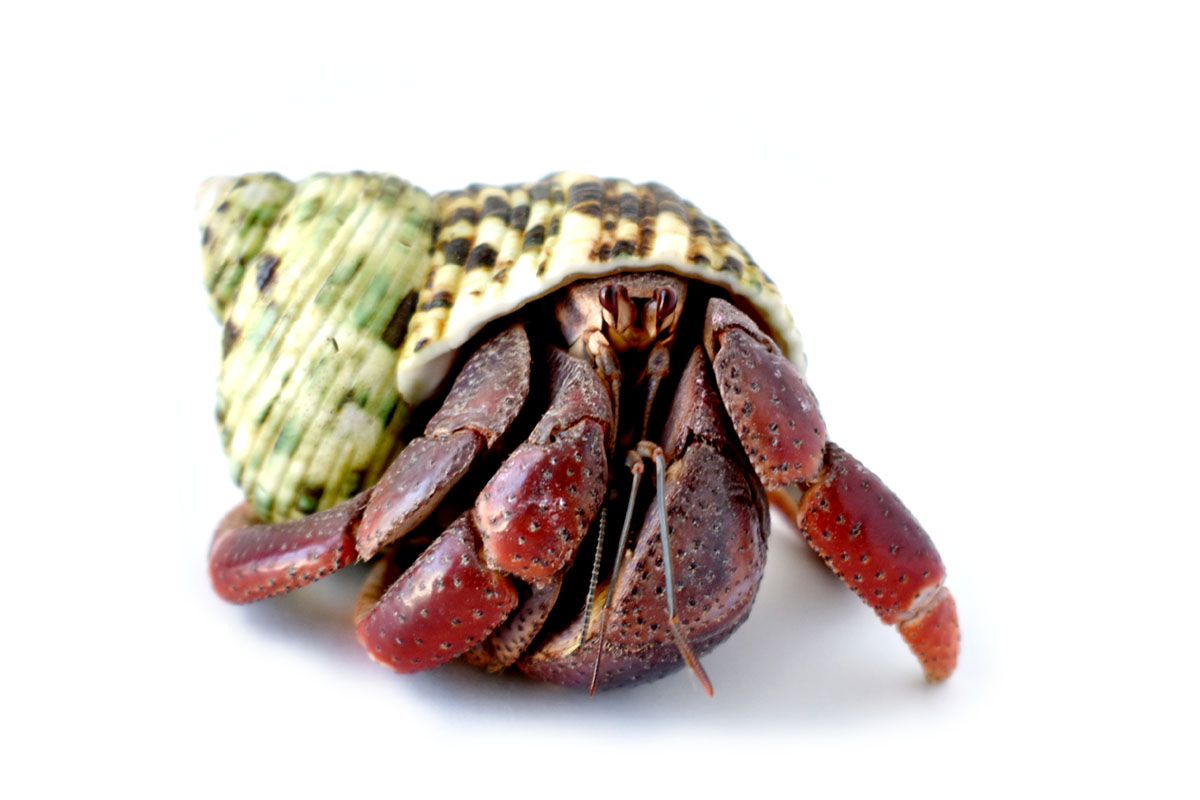 Hermit Crab Care Sheet Food, Habitat Health Petco, 48 OFF