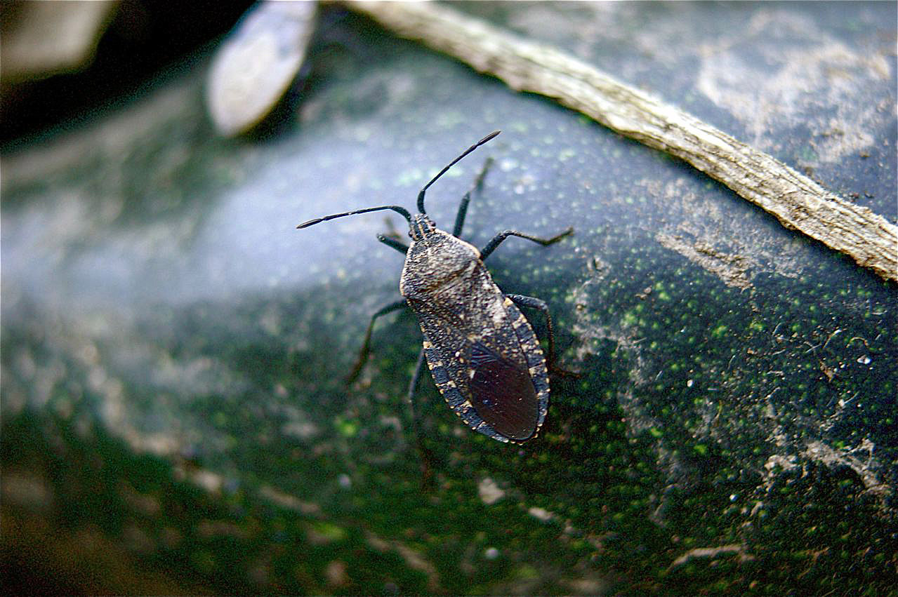 Squash Bug (Anasa tristis) Things Biological