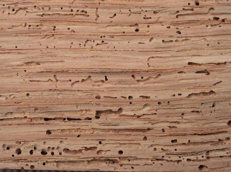 How Do I Deal with Woodworm In My Home ThingsCouplesDo