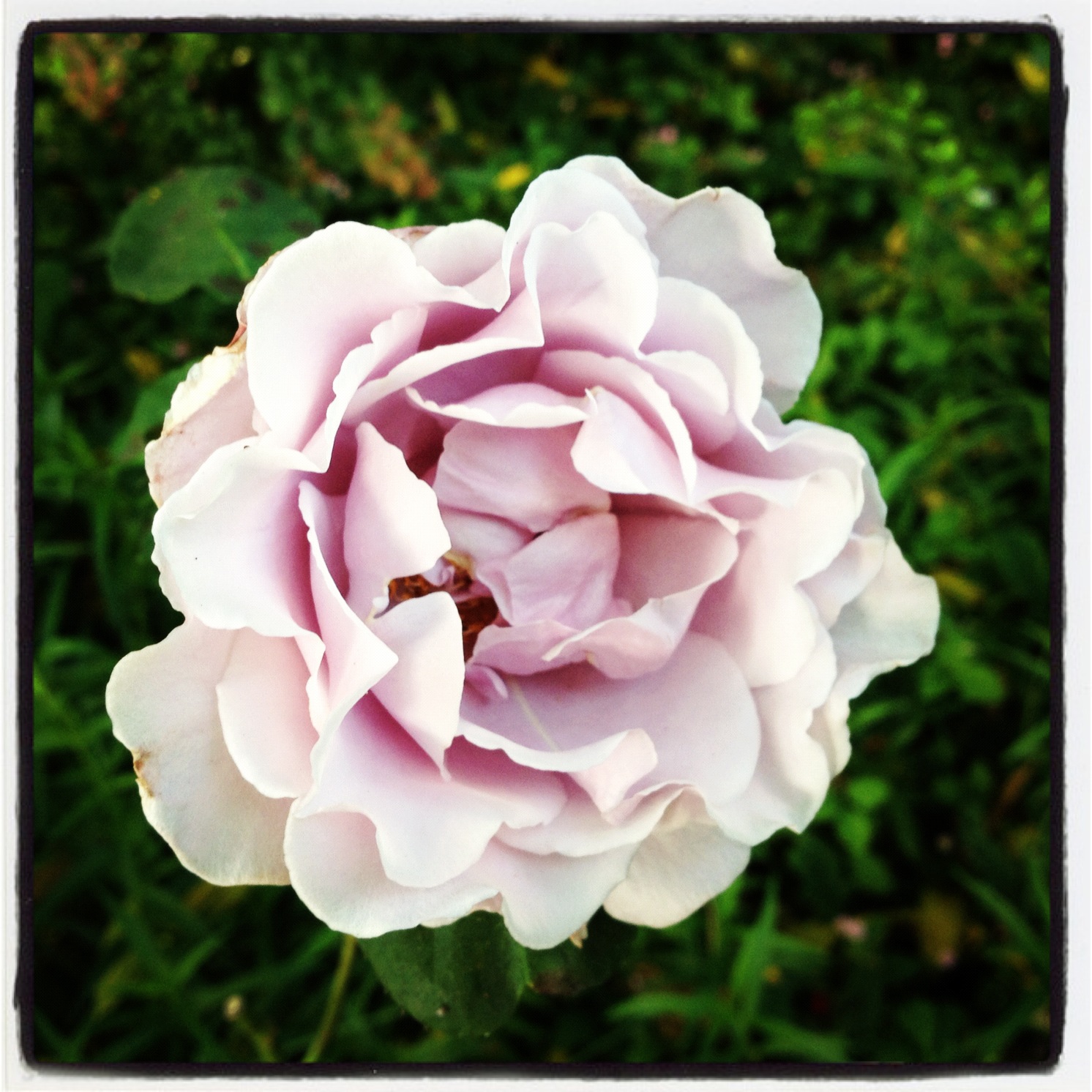 Where Have All The Roses Gone?