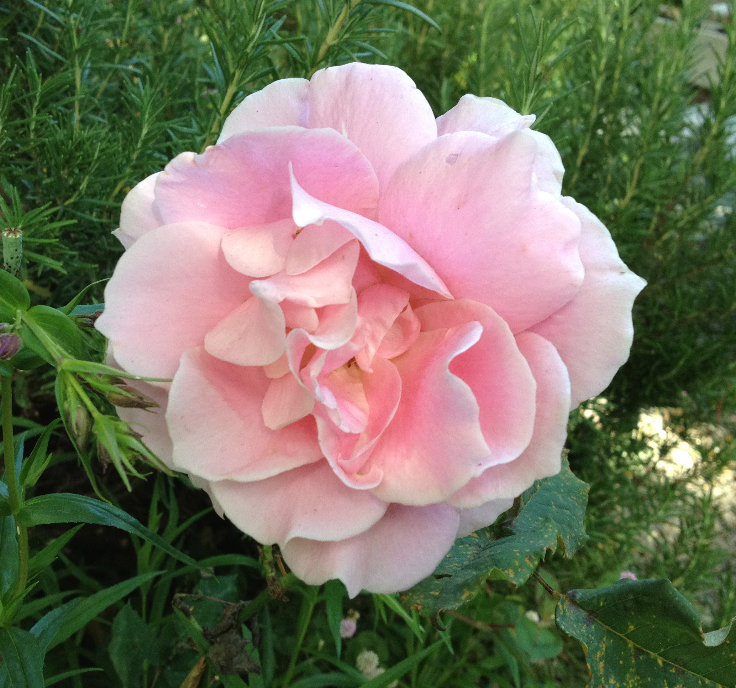 Where Have All The Roses Gone?