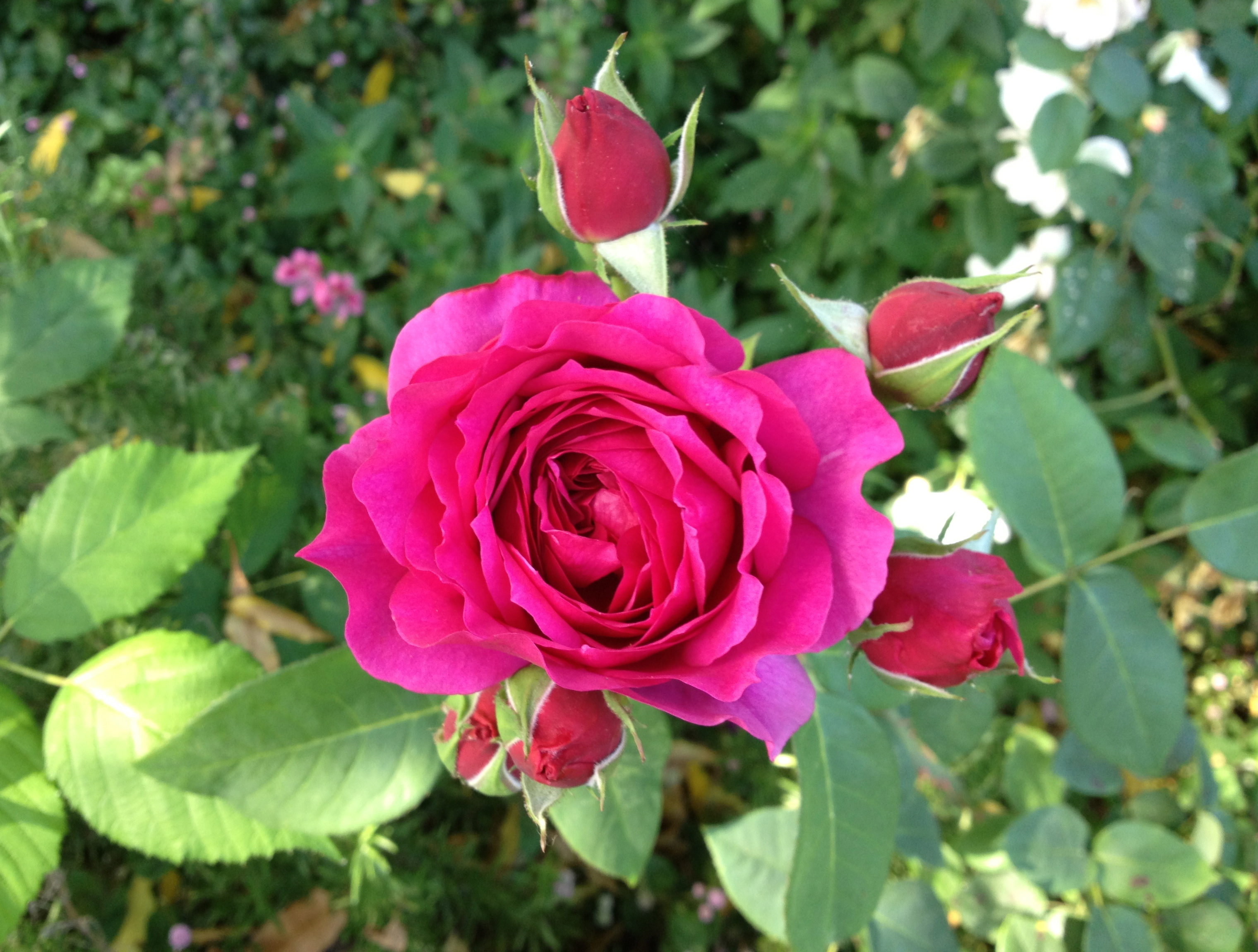 Where Have All The Roses Gone?