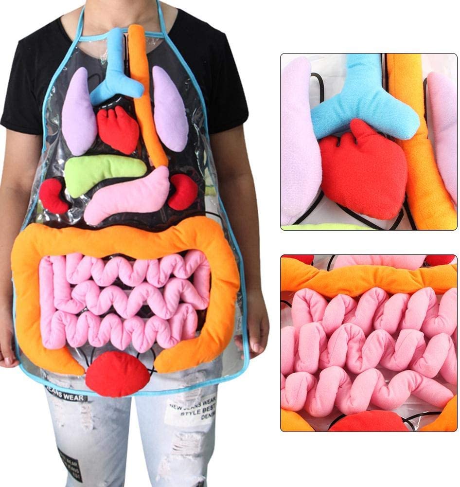 Anatomy Apron With Removable Organs ThingsIDesire