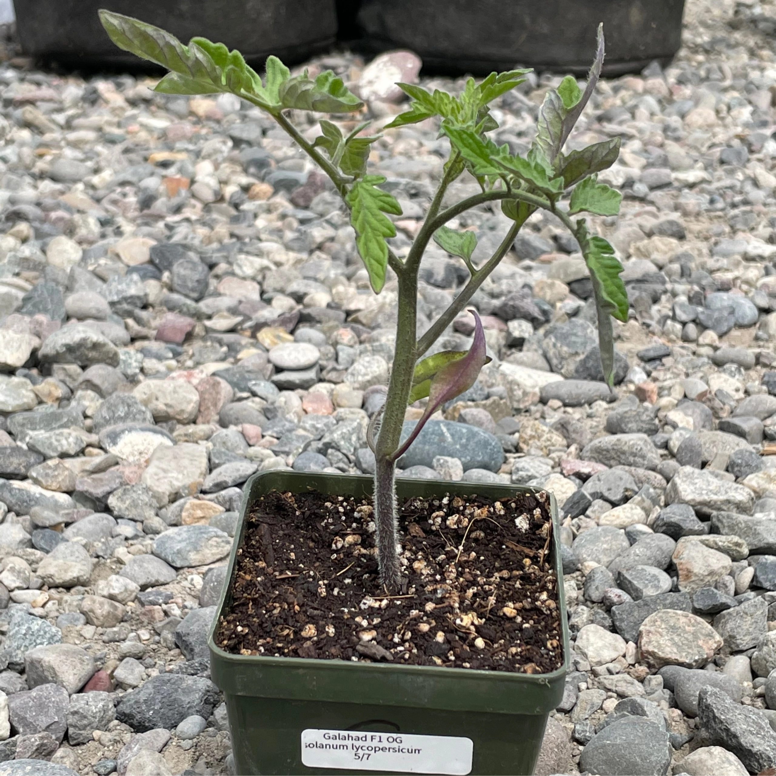 Galahad Tomato Plant Things That Grow