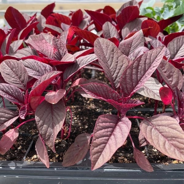 Burgundy Amaranth Plant 4 Pack Things That Grow