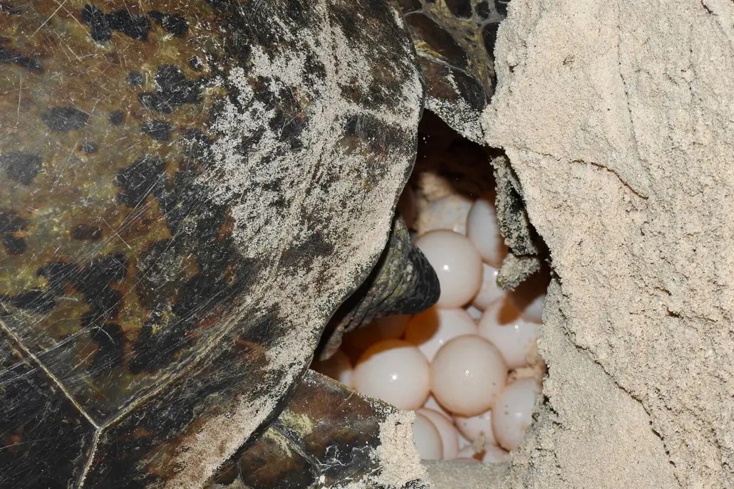 Mon Repos Turtle Encounter Turtle Hatching Season 2022