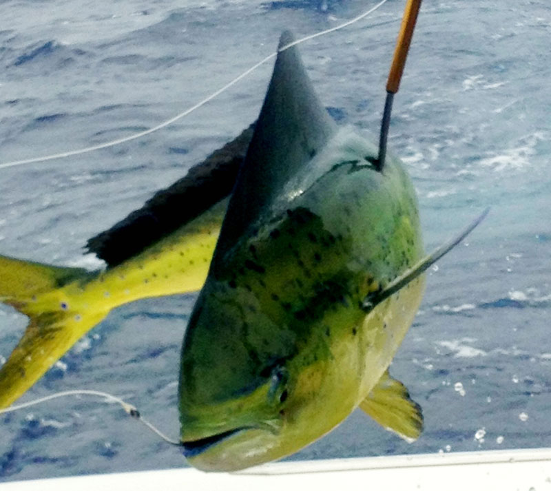 Sport Fishing near Maui for Mahi Mahi 18888419155 for Reservation