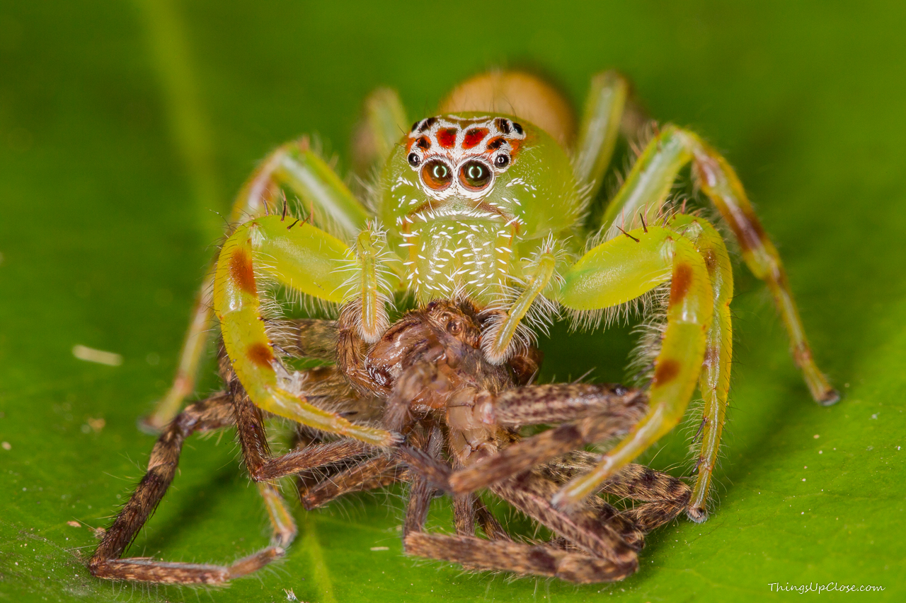 Female green jumping spider eating huntsman spider [1280 x 853] [OC] [OS] r/MacroPorn