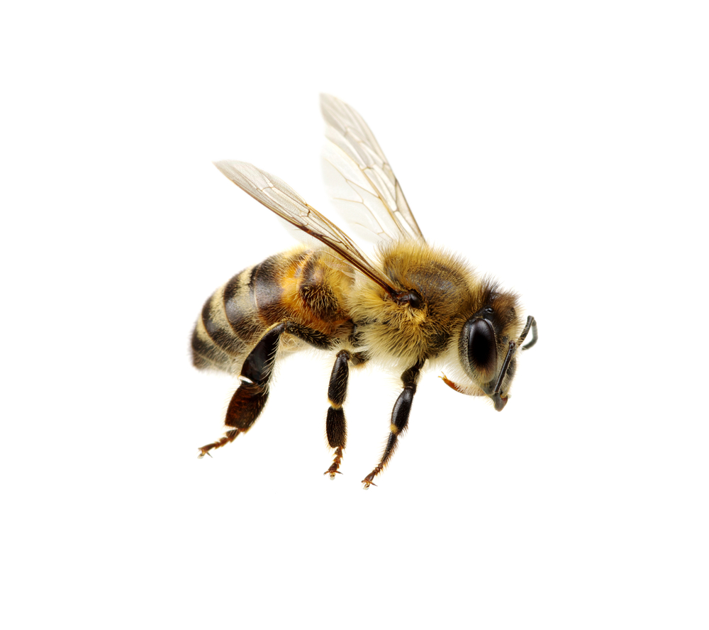 The Buzz On Bees | Think