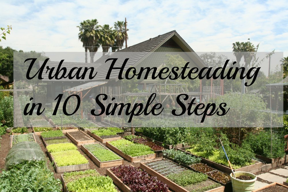10 Simple Steps Towards SelfSufficient Homesteading! Think About Now