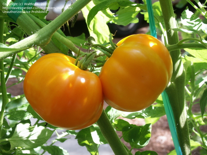 Urine The Natural Tomato Fertilizer. Increases Yields and Nutrients