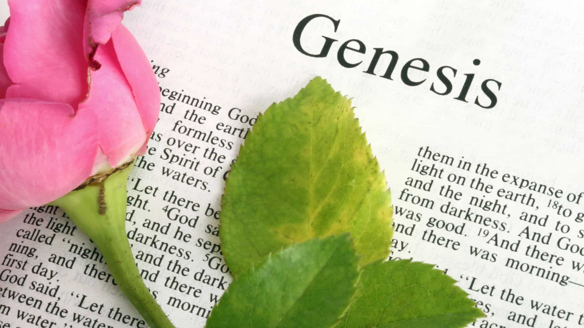 Outline Of Genesis Basic & Detailed Outlines With Free PDF Think