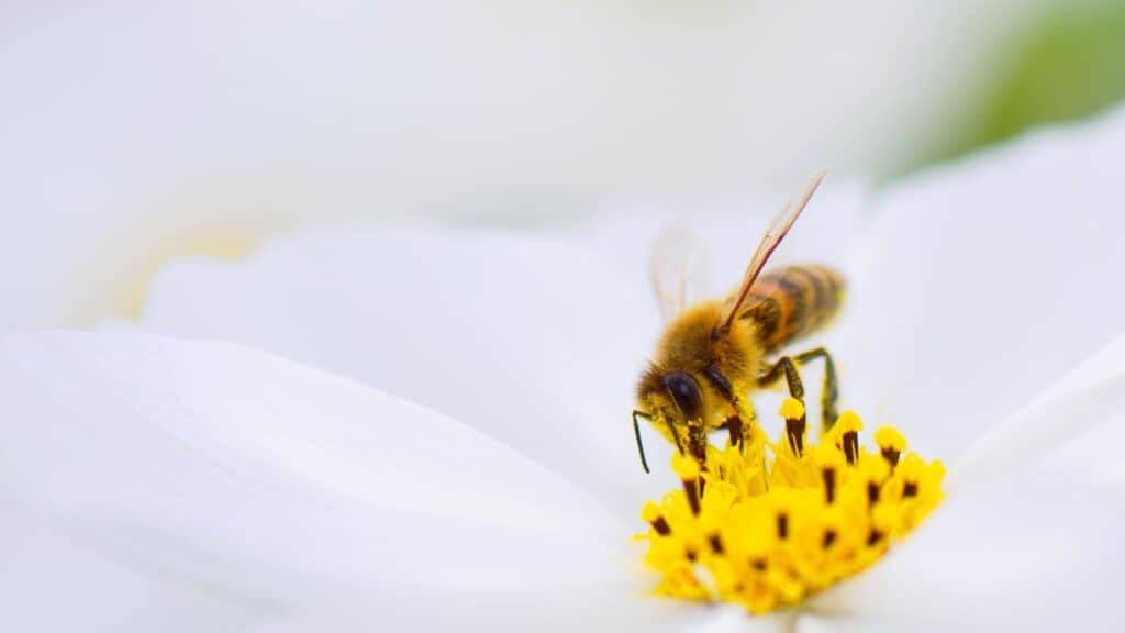 8 Interesting Bible Verses About Bees, Wasps, And Think About