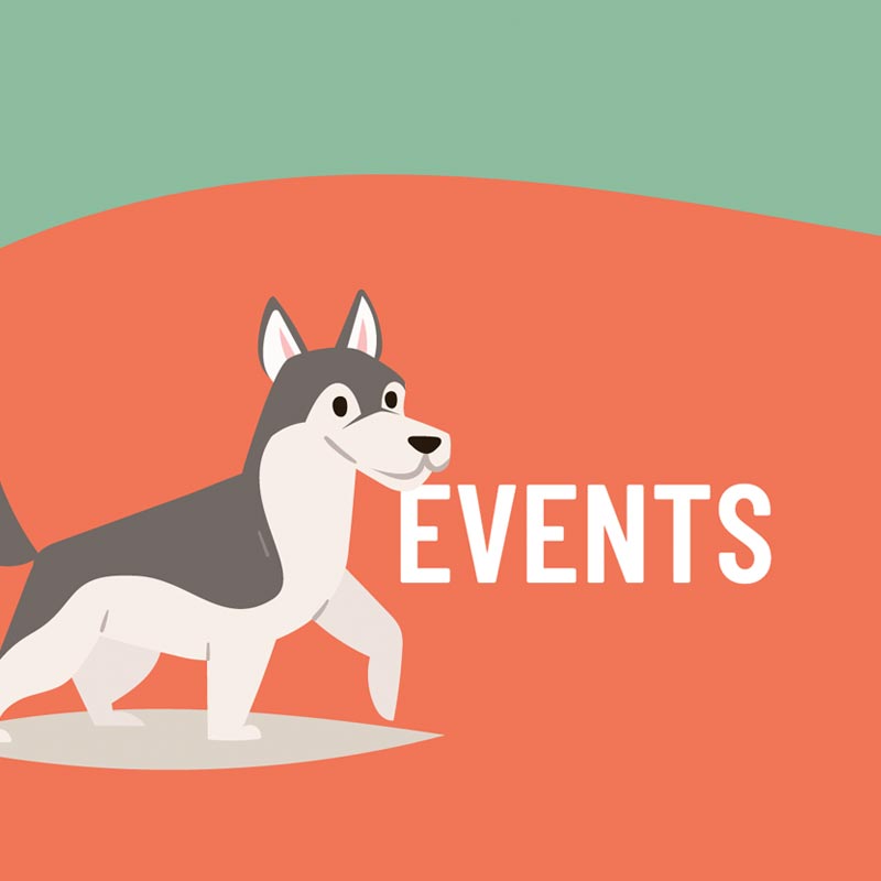 Website Design + Graphics Lucky Dawg Daycare // Think