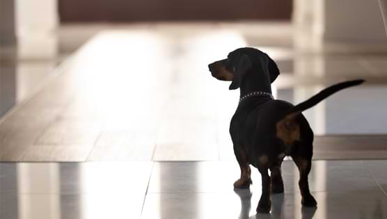 My Other Hypothesis – Separation Anxiety