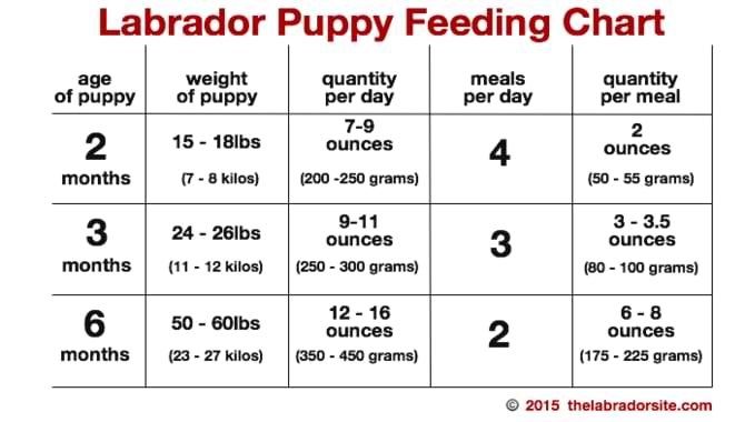 Just Food For Dogs Feeding Guide - Best Feeding Guide!