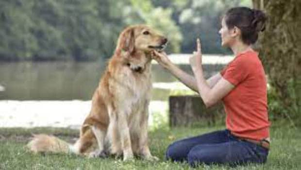 Command Quiet Dog