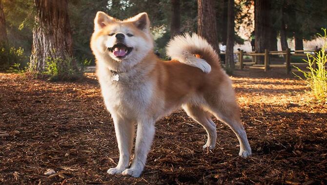 Akita Inu