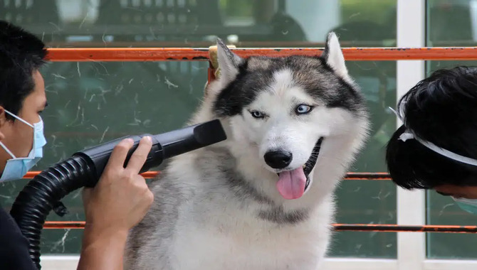 Caring For Huskies In Heat: 6 Tips & What To Expect