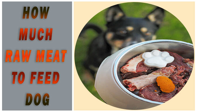 How Much Raw Meat To Feed Dog