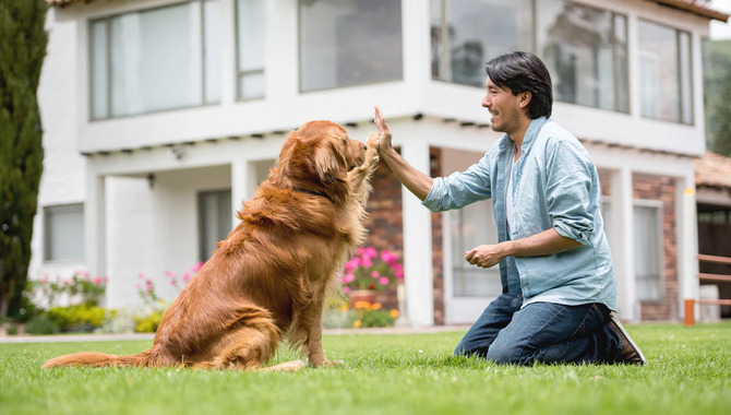 How To Train A Golden Retriever