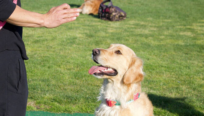 Is Training A Golden Retriever Easy