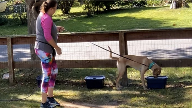 Make Dog Training Clear