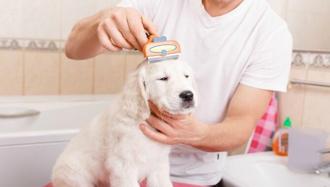 Regular Grooming