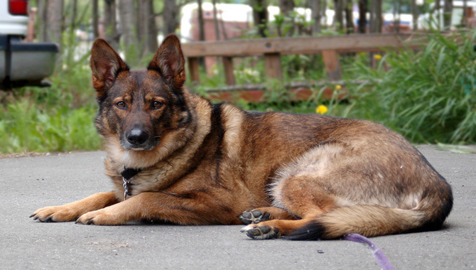 Shepsky