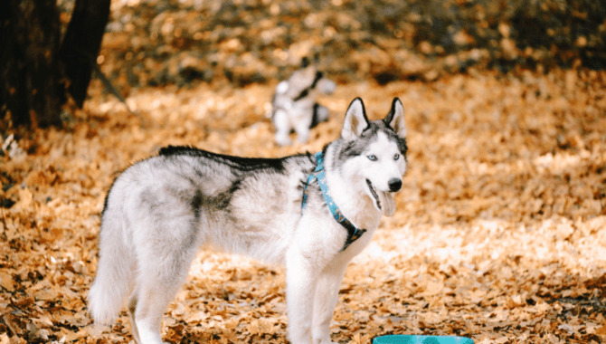 What Does Husky Heat Cycle Mean?
