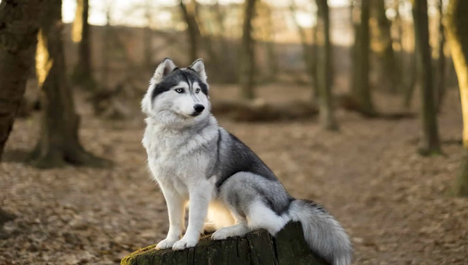 Why Huskies Do Not Need Frequent Bathing