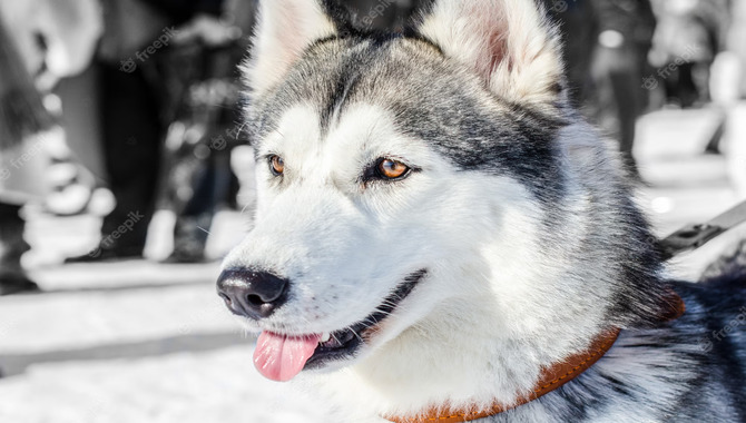 Brown-Eyed Husky