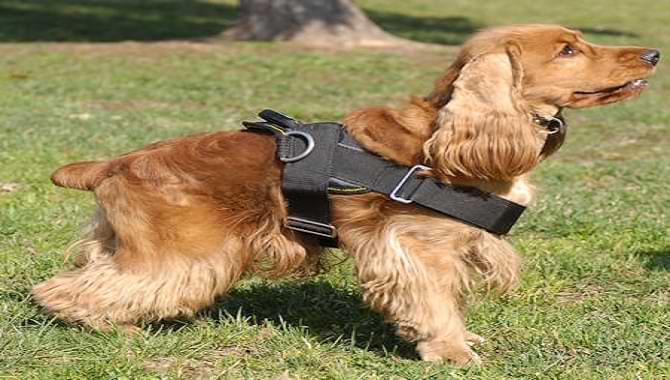 Cocker Spaniel Do Not Use A Harness