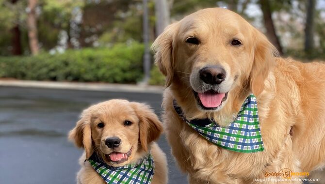 Deciding On Getting A Retriever Dog
