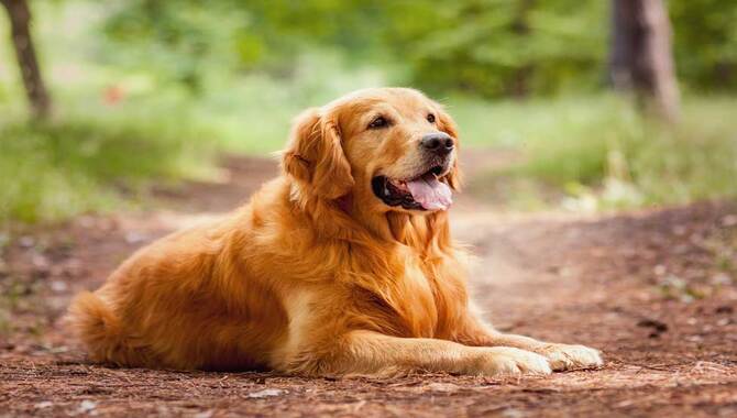 Golden Retriever Health Issues