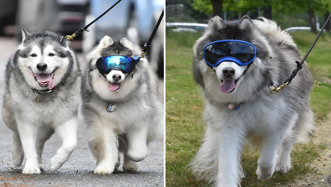 How To Avoid Injury When Running With A Husky