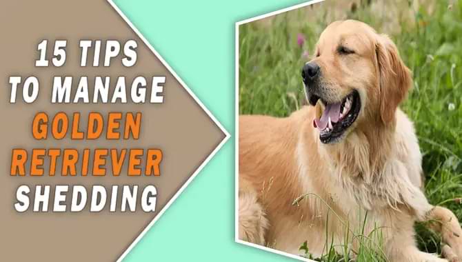 Manage Golden Retriever Shedding