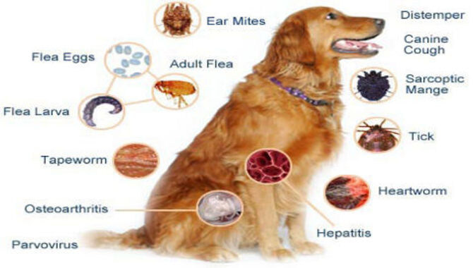 Prevention Tips For Golden Retriever Health Problems