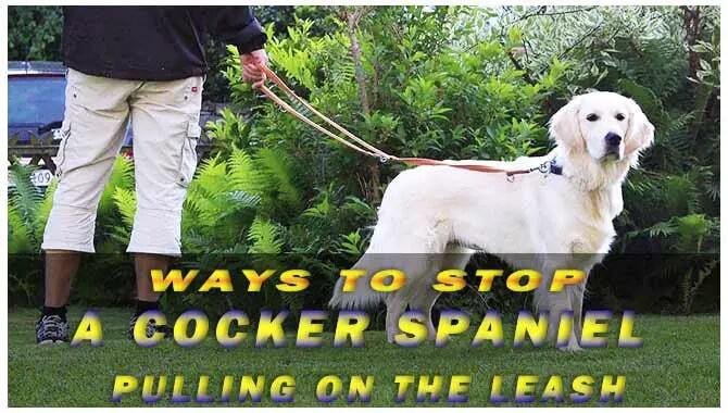 Stop A Cocker Spaniel Pulling on the Leash