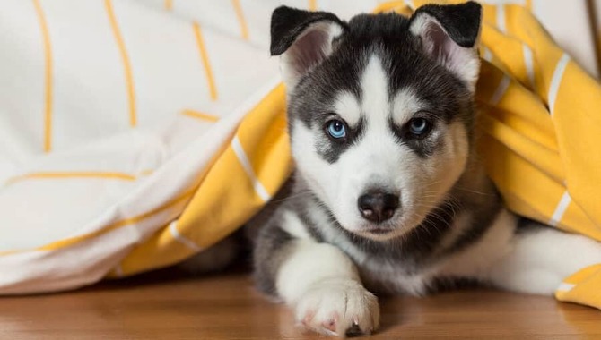 Famous Husky Names