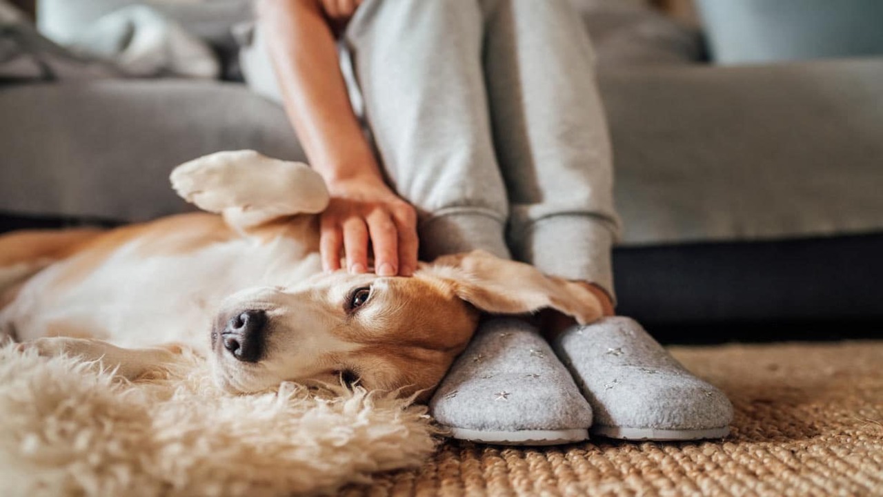 Behavior Changes And Pain In Aging Dogs