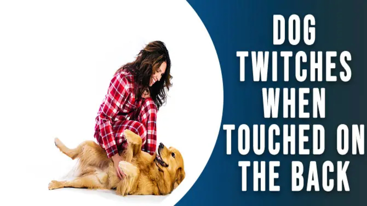 Dog Twitches When Touched On The Back